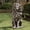 Brown + Resin + Art Deco, variant on FENGFAN 20.5 Inch Black Lion Statue Resin Guardian Sculpture Simulated Animal Decor Villa Garden Park Courtyard Independence Day Ornament