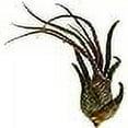 thumbnail image 5 of ragnaroc Air Plants - Tillandsia Pruinosa, Large 3-5" - 1ct - Live Arrival Guaranteed - House Plants for Home Decor & Gift, 5 of 6
