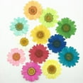 thumbnail image 4 of Flmtop 12Pcs Pressed Dried Natural Flower Epoxy Resin Nail Craft DIY Phone Decoration, 4 of 10