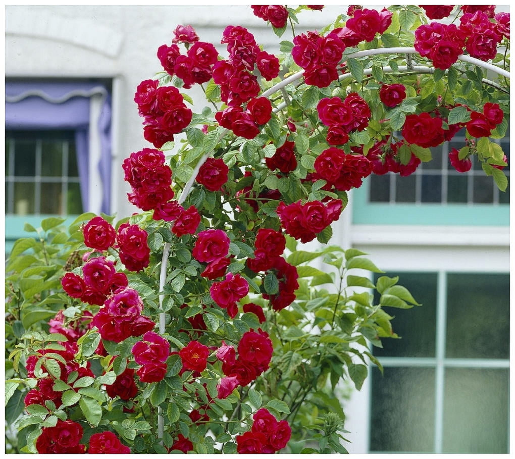 Live Bareroot Blaze Climbing Rose Shrub Condition with Full Sunlight - 2 Piece