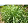 thumbnail image 5 of Cymbopogon Nardus Citronella Grass  10 Live Plants  Perfect for Outdoor Gardens and Patio Decor, Easy-to-Grow Aromatic Plant, 5 of 9