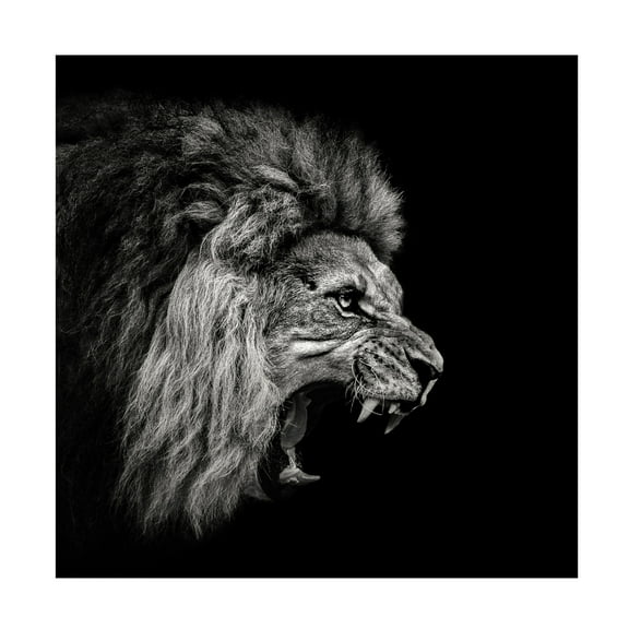 Christian Meermann 'Roaring Lion 2' Canvas Art