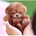 thumbnail image 2 of 2025 New Robot Dog for Adults, AI Robotic Dog, Nicoo - My Realistic Robot Puppy That Acts Like a Real Puppy - Walking, Barking, Tail Wagging, 2 of 5
