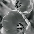 thumbnail image 2 of Berzel, Erin 12x12 Gold Ornate Wood Framed with Double Matting Museum Art Print Titled - BW Tulips II, 2 of 4