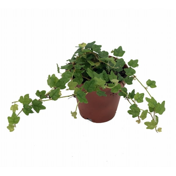 Mini Oakleaf Creeping Fig - Ficus quercifolia -Terrarium/Fairy Garden - 2" Pot