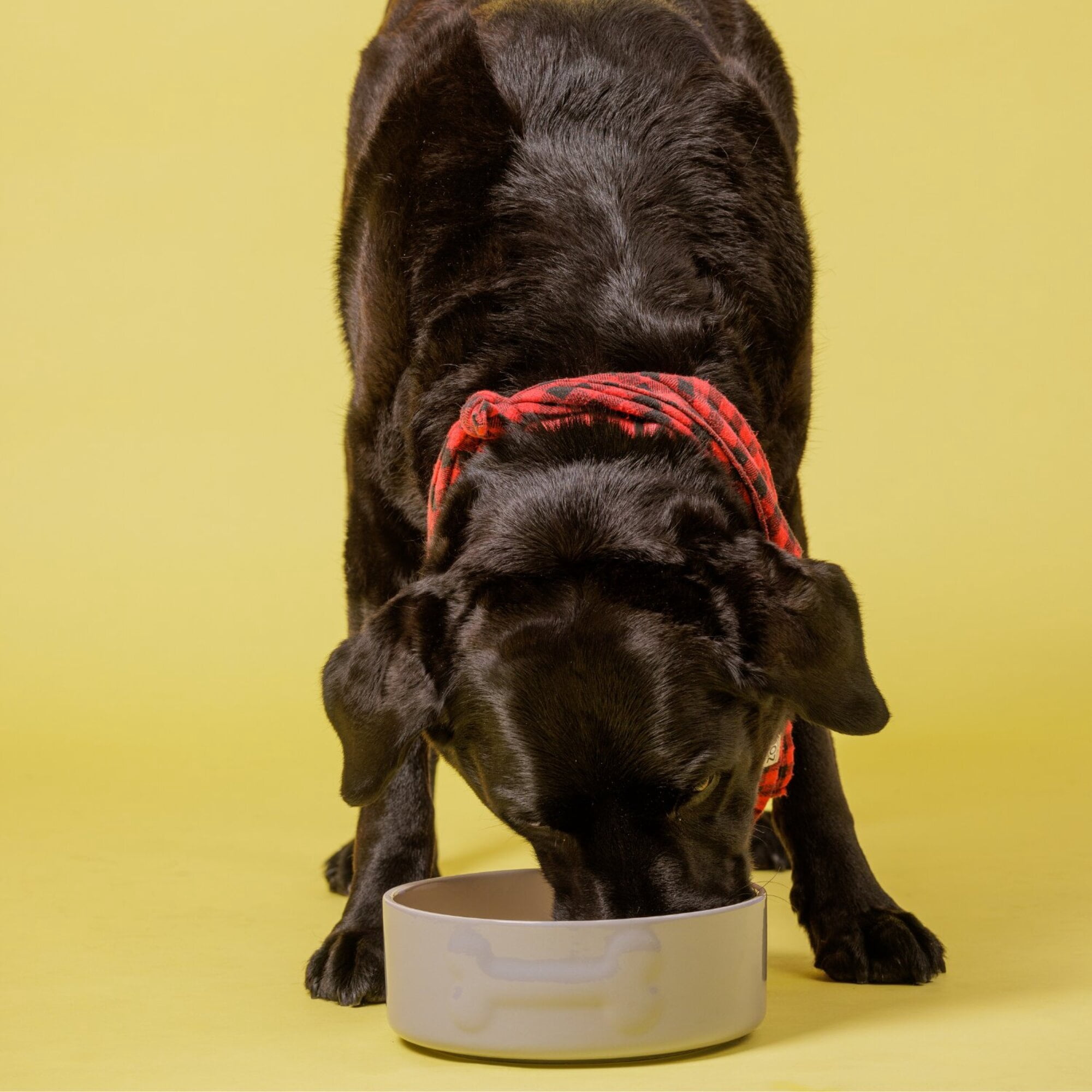 Mason Cash: Embossed Bone Dog Bowl - Gray - 8", 50.7oz - Durable Ceramic Food & Water Dish, Microwave & Dishwasher Safe, Pet Meal Feeding & Hydration