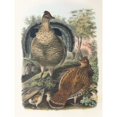 thumbnail image 2 of Daniel Giraud Elliot 15x18 Gold Ornate Wood Frame and Double Matted Museum Art Print Titled - Ruffed Grouse (1865), 2 of 4