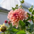 thumbnail image 5 of 40 Giant Dinnerplate Dahlia Seeds, Perennial Heirloom Mix, Pollinator Friendly for Gardens, 5 of 6
