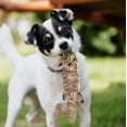 thumbnail image 4 of SPOT Mini Skinneez Extreme Quilted Jouet Durable Pour Chien, 4 of 5