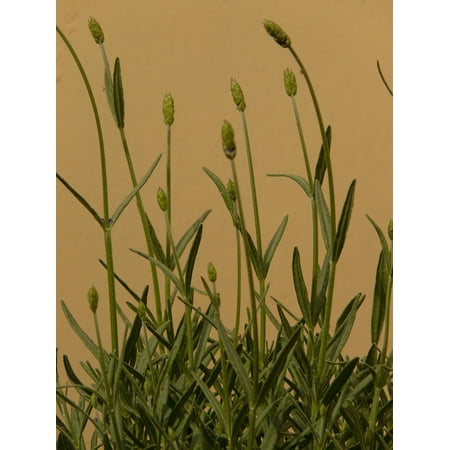 LAMINATED POSTER Lavender Lamiaceae Plant Crop Fragrance Smell Poster Print 24 x (Best Lavender Plant For Fragrance)