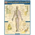 thumbnail image 2 of Nervous System (Other), 2 of 2