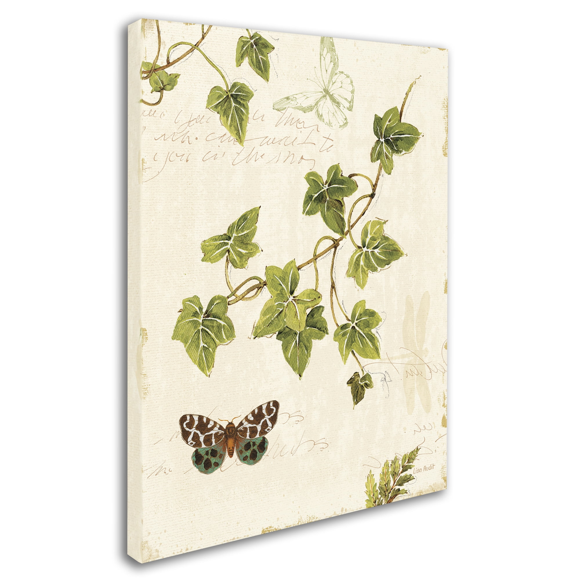 Trademark Fine Art "Ivies and Ferns II" Canvas Art by Lisa Audit