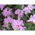 thumbnail image 3 of Rhododendron PJM Elite Star 2 Gal, 3 of 4