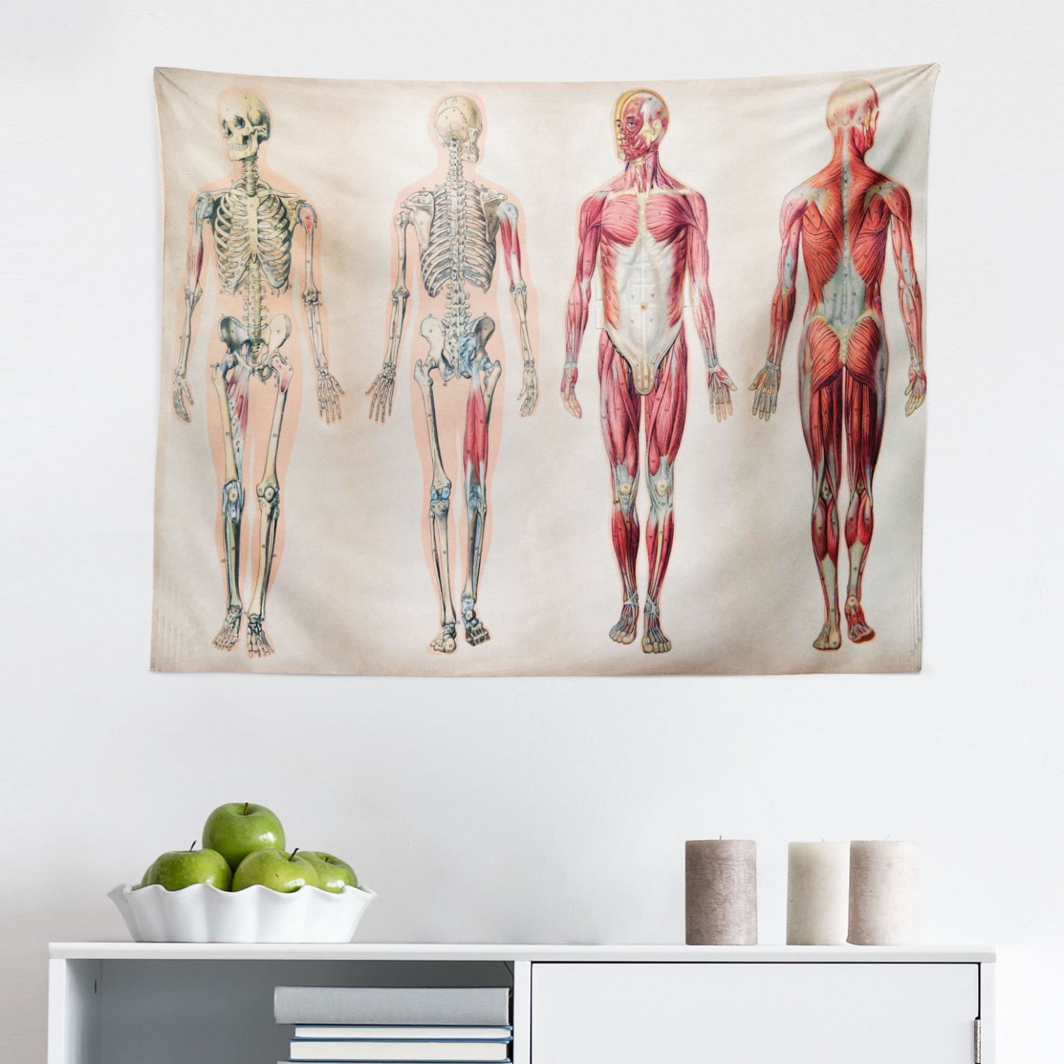 40 Human Muscle System Medical Posters Biology Educational Chart Male 