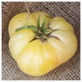 thumbnail image 2 of Everwilde Farms - 1 oz Organic White Wonder Beefsteak Heirloom Tomato Seeds - Gold Vault Bulk Seed Packet, 2 of 2
