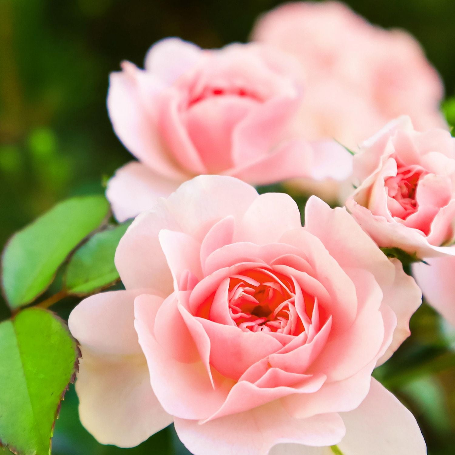 Shampooing lissant Herbal Essences Rose Hips 400 ml