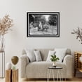 thumbnail image 4 of Historic Framed Print, ZOO, WASHINGTON, D.C.: LLAMA - 2, 17-7/8" x 21-7/8", 4 of 9