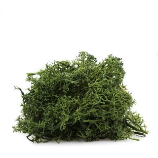 Fake Moss Artificial Moss for Potted Plants Greenery Moss Home Decor Fairy Garden Crafts Wedding Decoration Fresh Green 50g