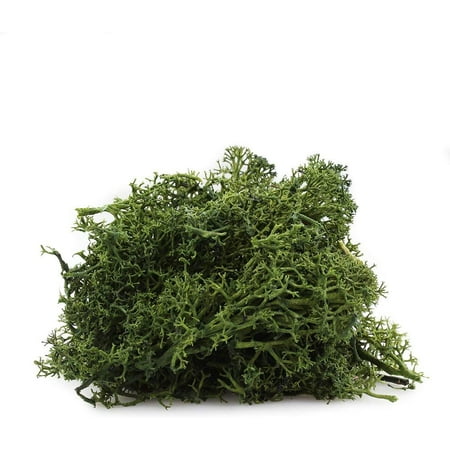 NW Wholesaler, 2 oz bag of Forest Green Preserved Reindeer Moss For Floral Design, Terrariums, Fairy Gardens, Arts and Crafts