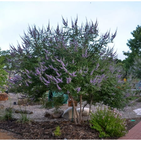 Vitex - Chaste Purple Ornamental Flowering Tree or Bush - 4 Live Plants - Quart Containers - 1 Foot Tall - Plant in Landscape and (Best Flowering Plants In Chennai)