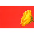 thumbnail image 1 of Posterazzi DPI1832123 Yellow Rose On Red Poster Print, 18 x 12, 1 of 1