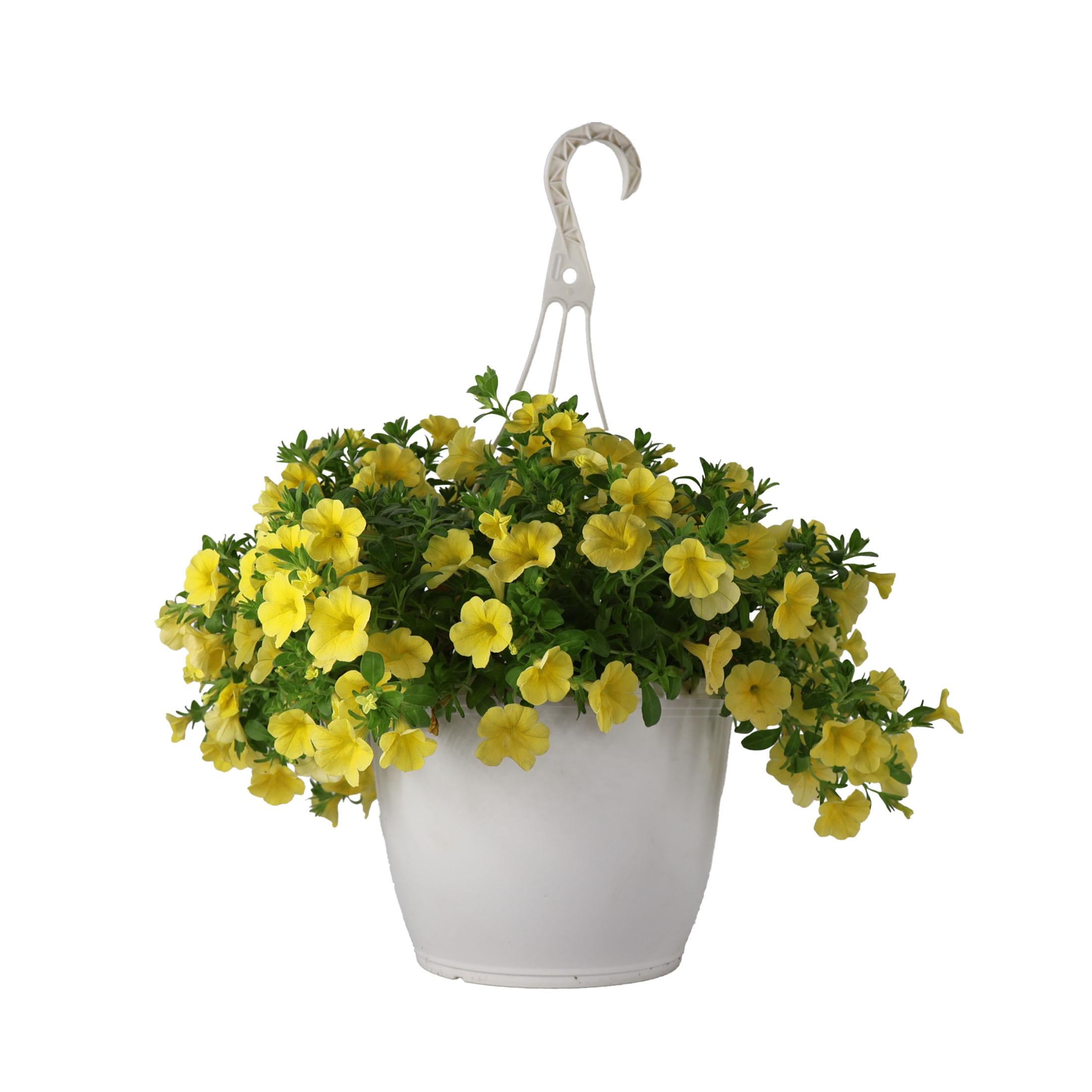 Exotic Angel Assorted Foliage Plant, Live Indoor, 6.6-Inch Hanging