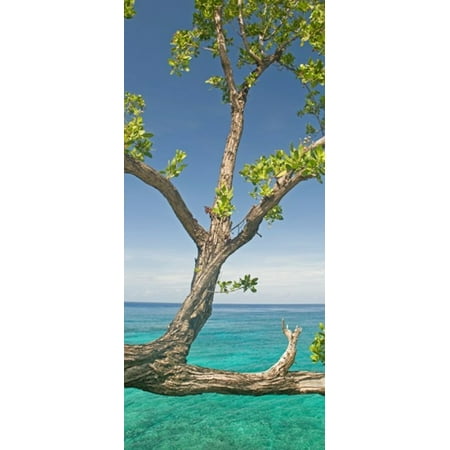 Tree overhanging sea at Xtabi Hotel Negril Westmoreland Jamaica Canvas Art - Panoramic Images (30 x 14)