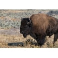 thumbnail image 2 of Hopkins, Cindy Miller 14x11 Black Ornate Wood Framed with Double Matting Museum Art Print Titled - USA-Wyoming-Yellowstone National Park-Lamar Valley-Male American bison, 2 of 4