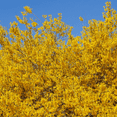 thumbnail image 6 of Lynwood Gold Forsythia Shrub, Forsythia Lynwood Gold Dormant Bush, 4 to 7 inches Tall in 4'' Pot for Growing, 6 of 6