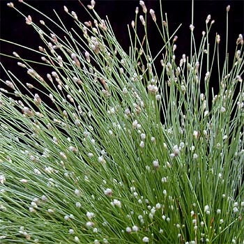 Live Wire ColorGrass® Isolepis