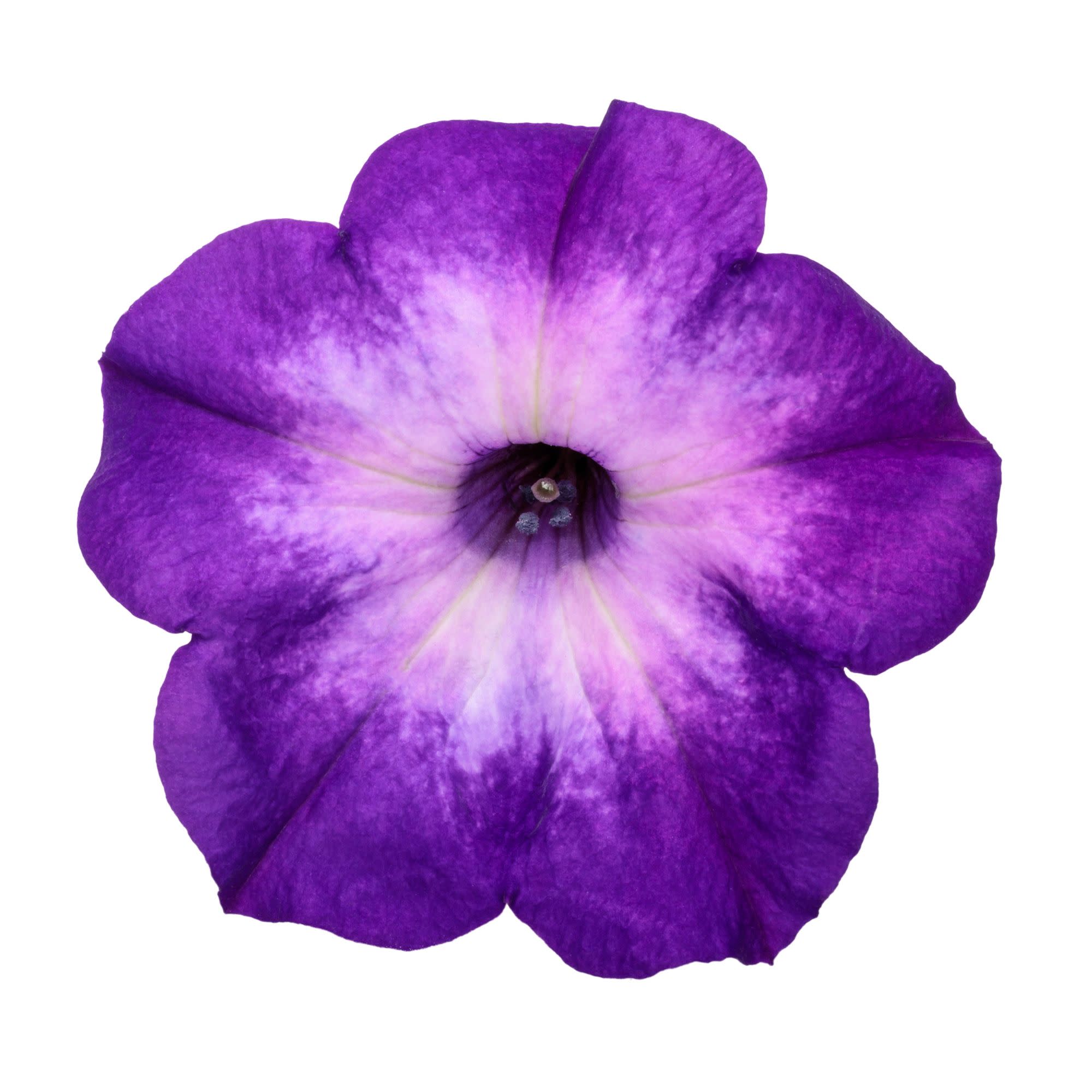 Proven Winners 4" Purple Supertunia Blue Tiara Petunia Live Plant in 4.25" Pot (4 Count)