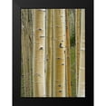 thumbnail image 2 of Fitzharris, Tim 18x24 Black Modern Framed Museum Art Print Titled - Aspen Grove II, 2 of 5