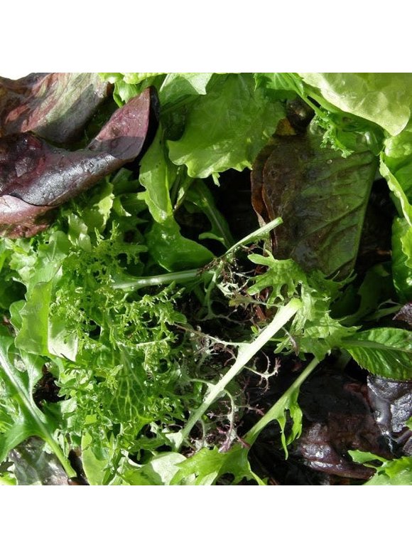 Lettuce Seeds in Seed Gardening