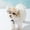 Yellow, variant on Tie-Dye Pet Sun Hat, Breathable Fisherman Cap with Ear Holes for Dogs & Cats (Summer Outdoor)