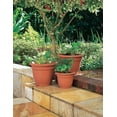 thumbnail image 2 of Bloem Ariana Self Watering Planter 12 in. Honey Dew, 2 of 8