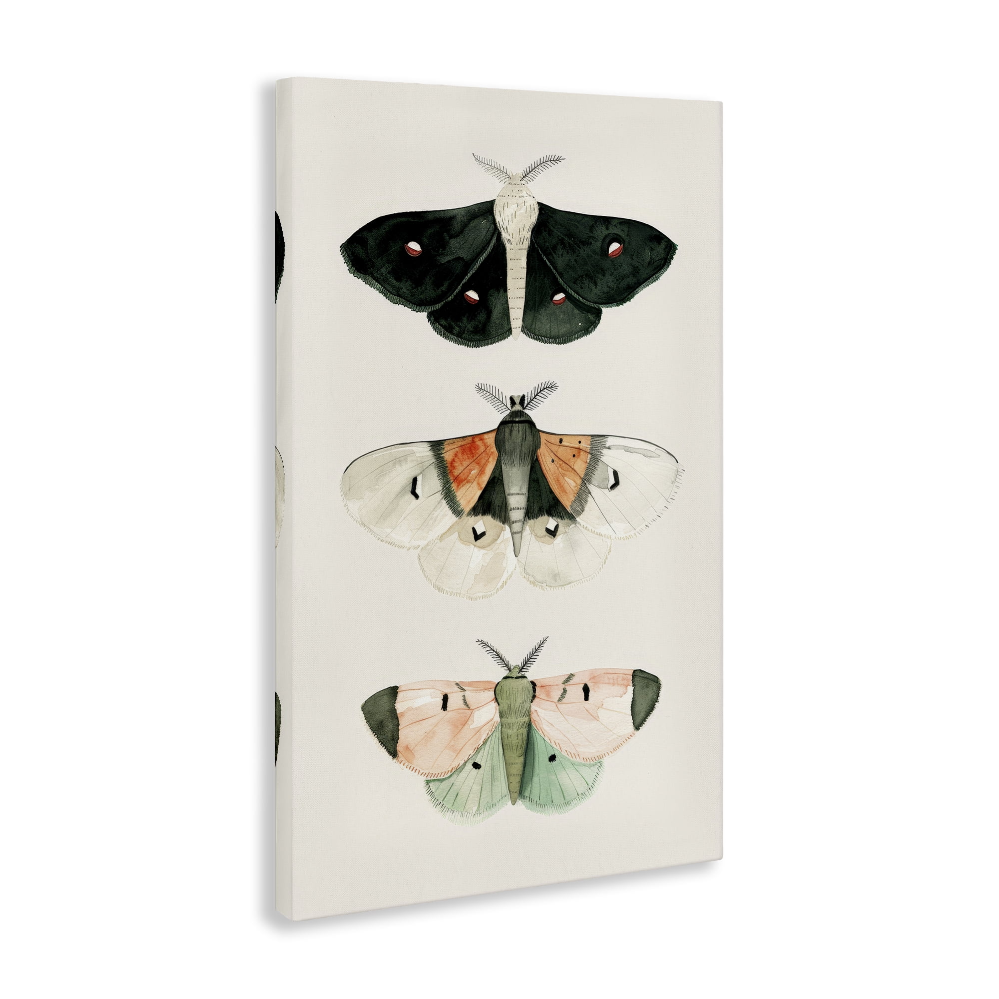 Stupell Industries Assorted Moth Trio Animals Painting Wrapped Canvas Art Print Wall Art, 20 x 30