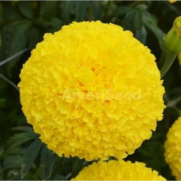 Oriental Marigold Flower Seeds for Planting (50 Seeds)