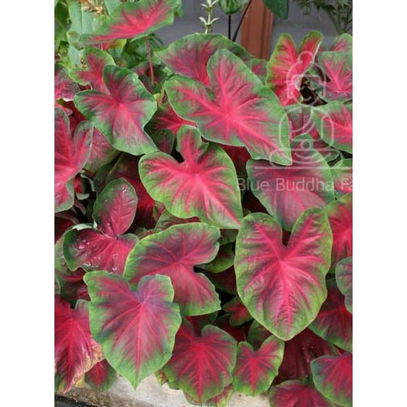 Blue Buddha Farm: Blaze Caladium (2 Bulbs) - Easy to Grow Indoor or Outdoor Perennial Plant
