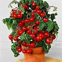 Dwarf Bush Cherry Tomato Seeds for Planting - 100  Seeds - Amazing Taste - Great for Salads -  Dwarf Fruit Seeds