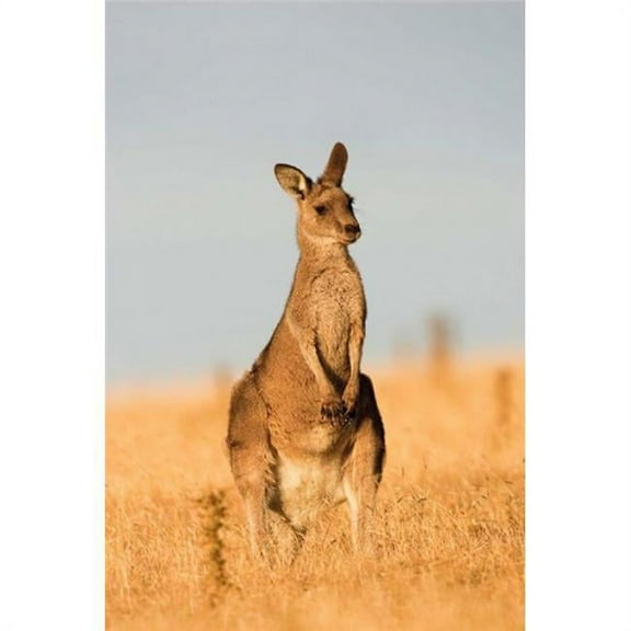 Eastern Grey Kangaroo Portrait During Sunset Poster Print by Martin Zwick - 12 x 18 in.