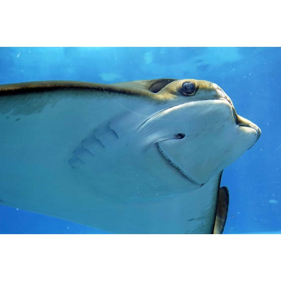 Wall Art Impressions 36x24in Photographic Print Poster Stingray Rays Underwater Underwater world