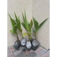 Coconut Tree Live Palm Sprouted Seed Ready To Plant South Florida Free