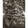 thumbnail image 3 of Blaustein, Alan 12x14 Black Modern Framed Museum Art Print Titled - Florison - 9, 3 of 5