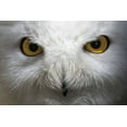thumbnail image 2 of Larson, Nathan 32x23 White Modern Wood Framed Museum Art Print Titled - Snowy Owl Stare, 2 of 4