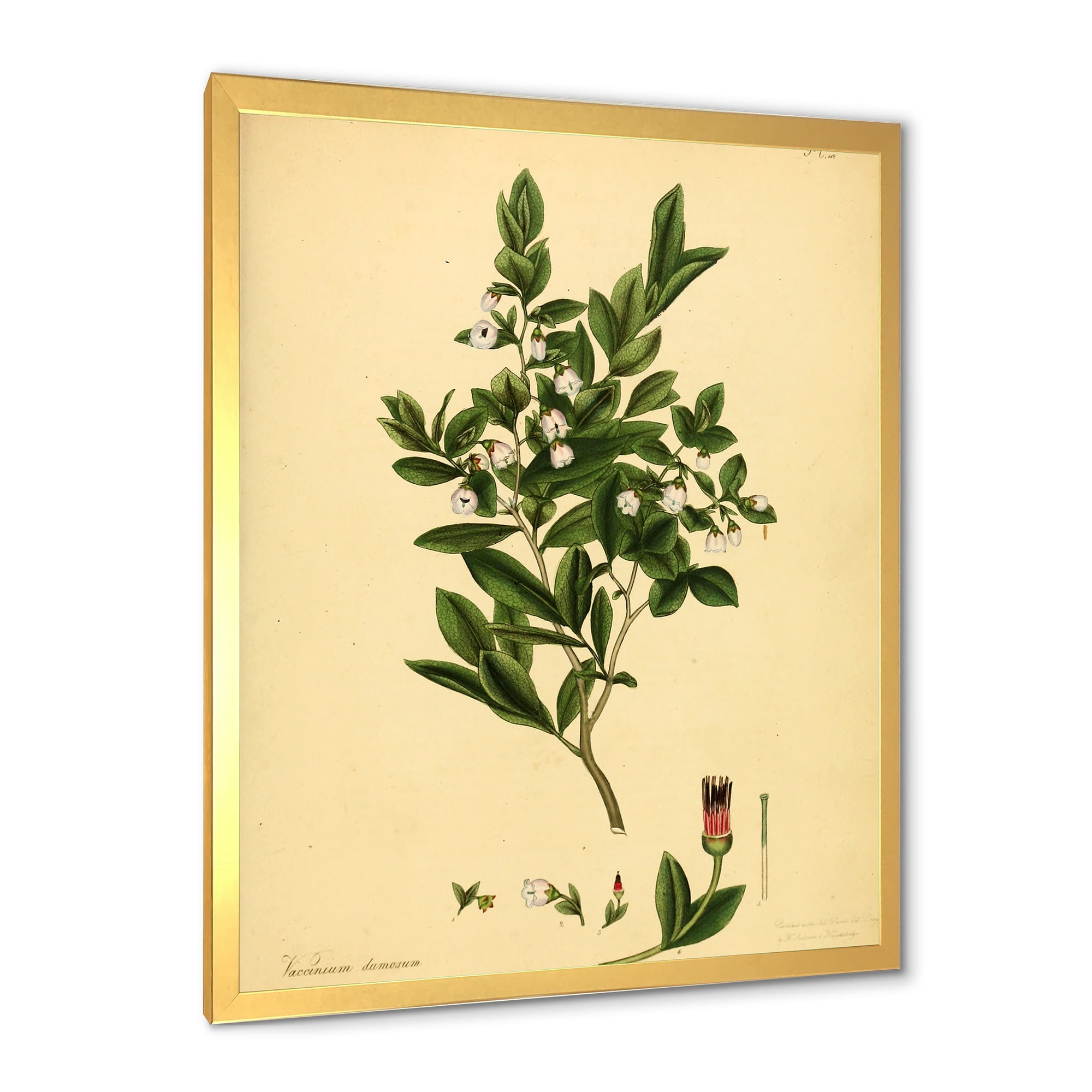 Designart 'Ancient Plant Life XXV' Traditional Framed Art Print