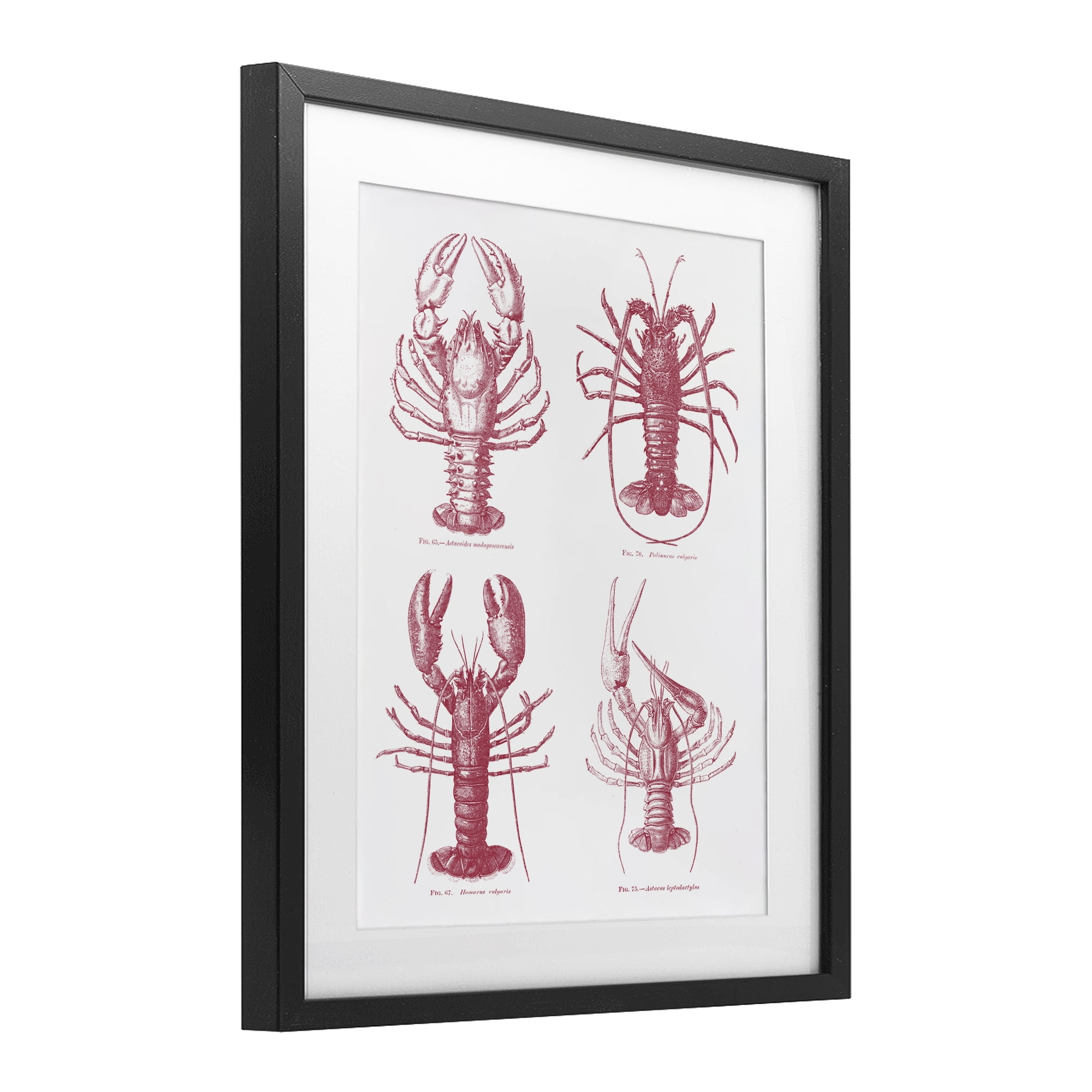 Timeless Lobsters Species Black Framed Print Under Glass, design by Lettered and Lined