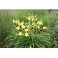 thumbnail image 4 of Stella De Oro Daylily 2 Gallon, 4 of 4