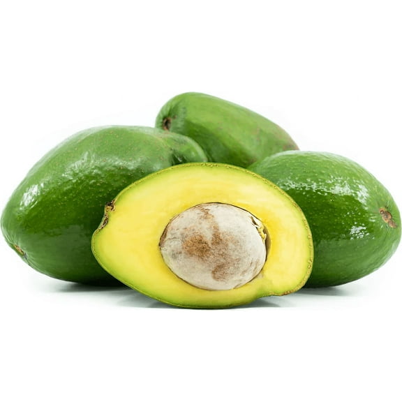 Boca Hydro Grafted Choquette Avocado Tree – Commercial Florida Variety | Large, Nutty & Creamy Fruit | Heavy Producer, Hardy & Durable
