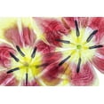 thumbnail image 2 of Disher, Mandy 18x13 Gold Ornate Wood Framed with Double Matting Museum Art Print Titled - Tulips, 2 of 4
