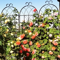 GUTALOR 2 Pack Metal Garden Trellis 71" x 19.7" Rustproof Outdoor Flower Support for Climbing Plants, Vines, and Vegetables - Black Garden Arbor, Sturdy Metal Trellis